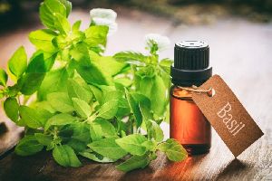 Indian Basil Oil