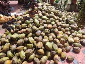 Coconut Husk