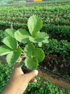 Organic Strawberry Plant