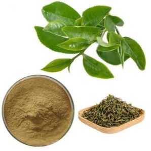 Camellia Sinensis Extract