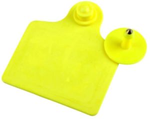 Ear Tags Cattle Animals