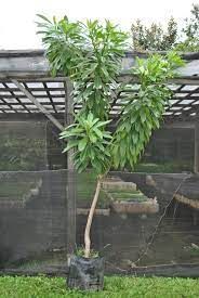 Banaba Plant