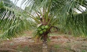 CGD  Green Dwarf Coconut Plants
