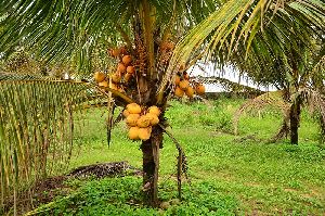 Cod Orange Dwarf Coconut Plants