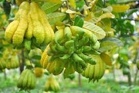 Finger Lemon Fruit  Plant