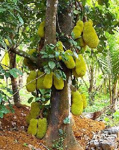 Gumless Jackfruit Plant