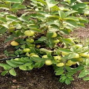 Jarvi Red Guava Plant