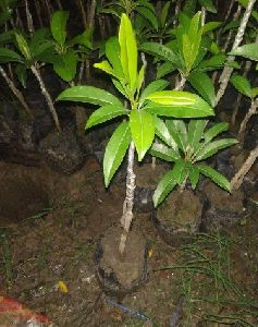 Kalapatti Sapota Plant