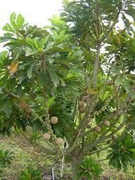 Mamey Sapote Fruit Plant