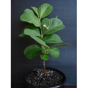 Seed Less Guava Fruit Plant