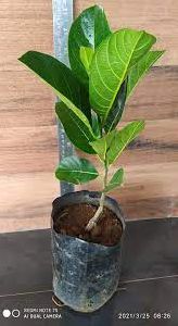 Seedless Jackfruit Plant