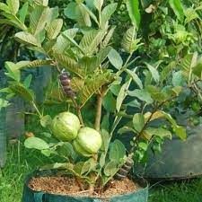 Thai 5/7 Guava Plant