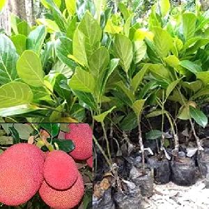 Thai Red Jackfruit Plant