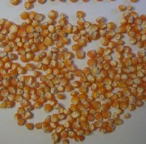 Bold Orange Maize Seeds