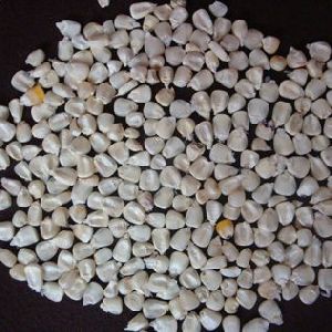 Bold White Maize Seeds