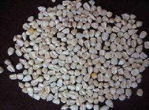 New Crop WHite Maize Seeds