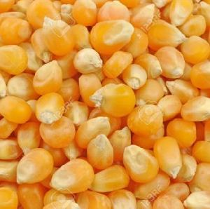 Small White Maize Seeds