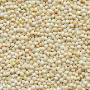 White Millet Seeds