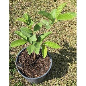 Guava Plant