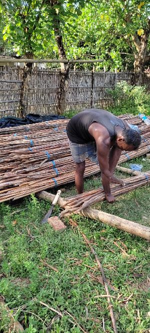 Gola Bamboo Cane
