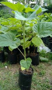 Paulownia Tomentosa Plant