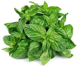 Fresh Basil Leaves