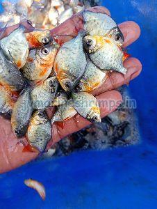 Roopchand Fish Seeds