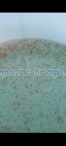 Scampi Shrimp Seeds