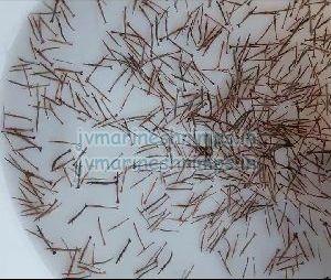 Tiger Prawn Seeds