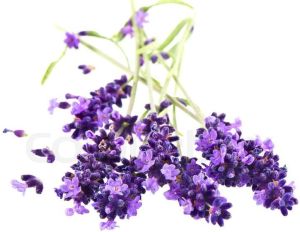 Fresh Lavender Flowers