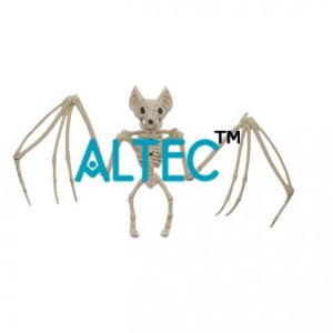 Bat Skeleton Model