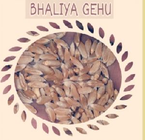 Bhaliya Whole wheat