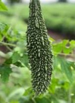 BG-NB2095 Hybid Bitter Gourd Seeds