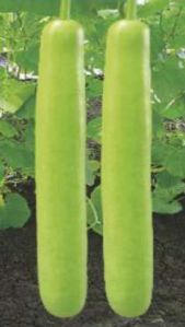 BTG-NB3098 Hybid Bottle Gourd Seeds