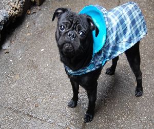 dog rain coat