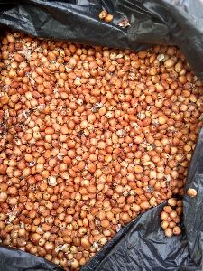 Red jowar sorghum seeds