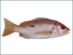 Fresh Black Spot Snapper Fish