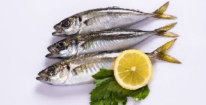 Fresh Horse Mackerel Fish