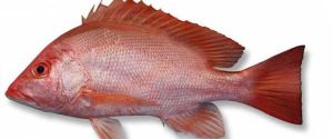 Fresh Red Snapper Fish