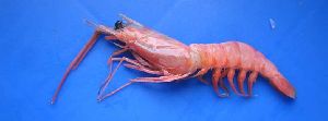 Fresh Goynar Shrimp