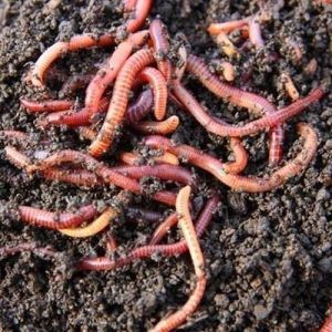 Agricultural Earthworms