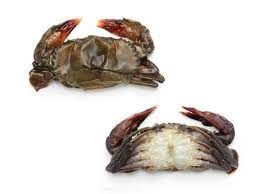 soft shell crab
