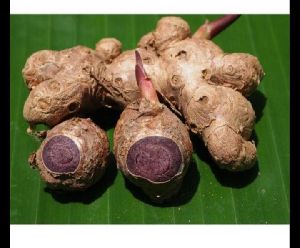 BLACK GINGER