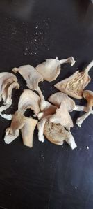 Dry Oyster Mushroom