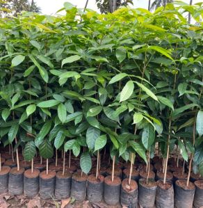 African Mahogany Plant