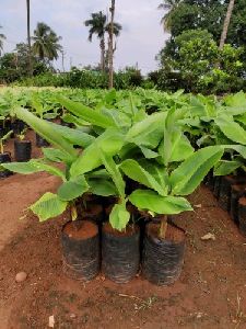 Banana Plant