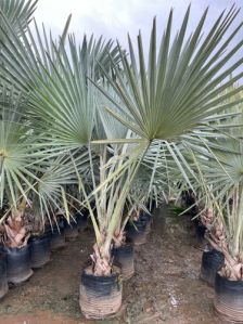 Bismarckia Palm Plant