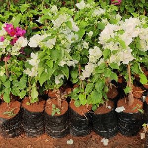 Bougainvillea Plant