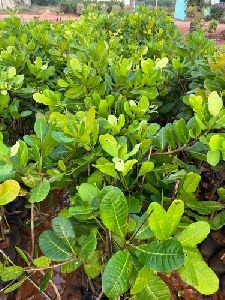 cashew plant