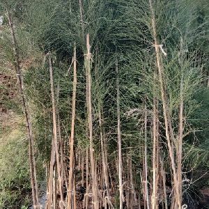 Casuarina Equisetifolia Plant